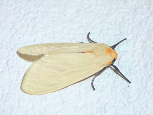 Réf. 211 631 : Pareuchaetes pseudoinsulata